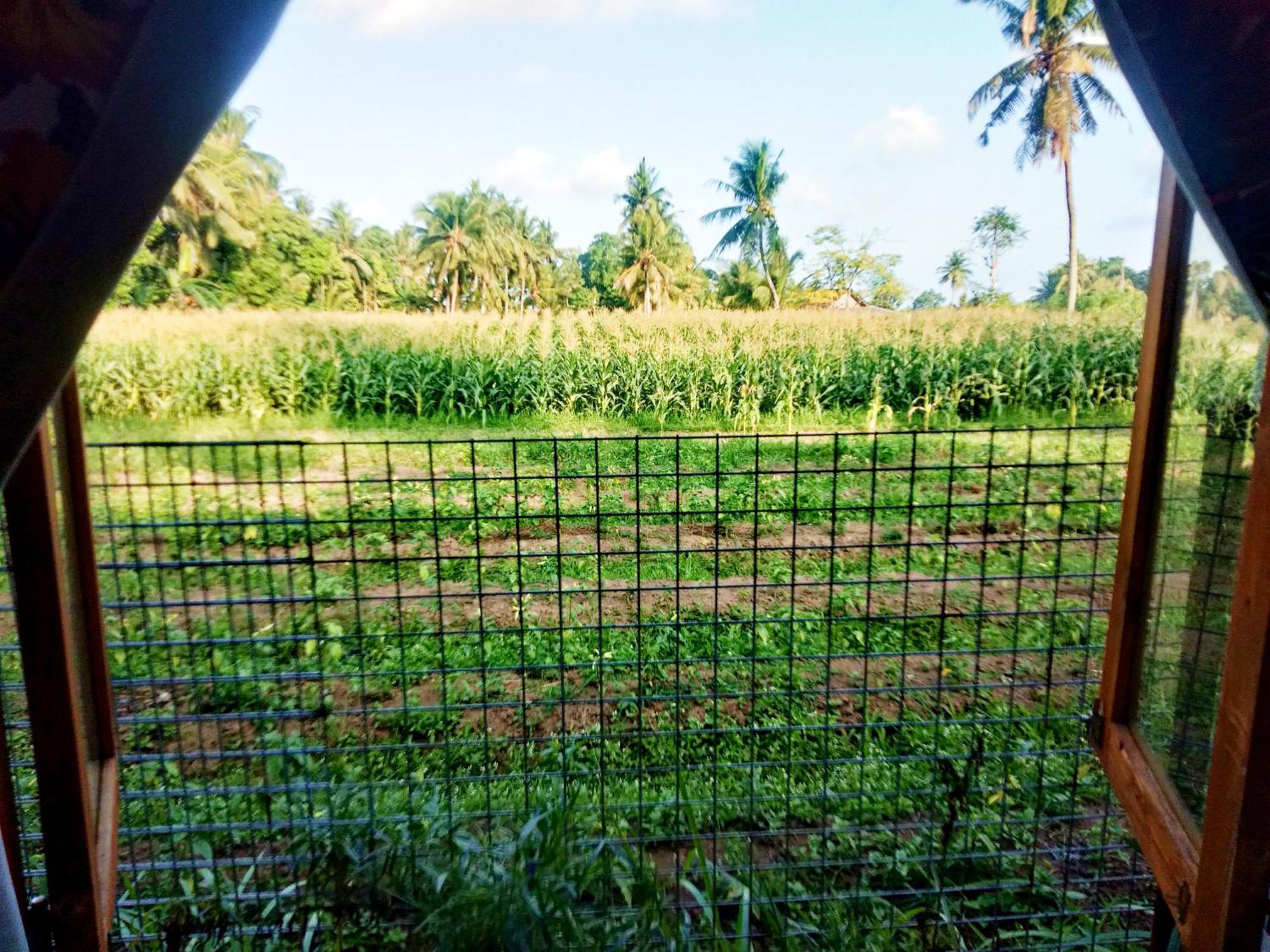 Wisma tamu Wooden Kemiren Homestay Banyuwangi Banyuwangi (East Java)